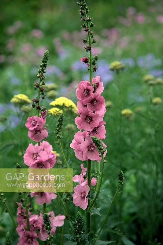 Verbascum 'Pink Domino' avec Polemonium 'Northern Lights' et Achillea 'Martina'