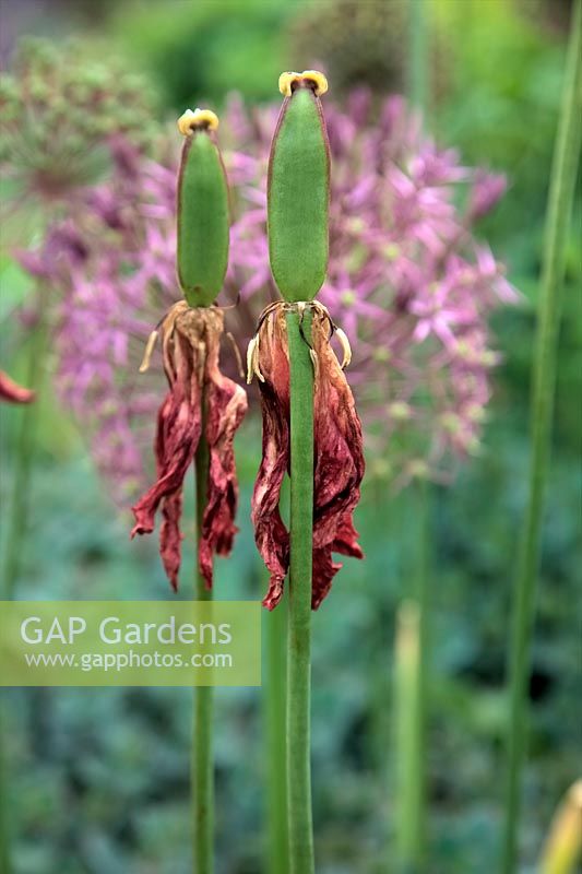 Tulipes - Tulipa développant une gousse avec Allium christophii