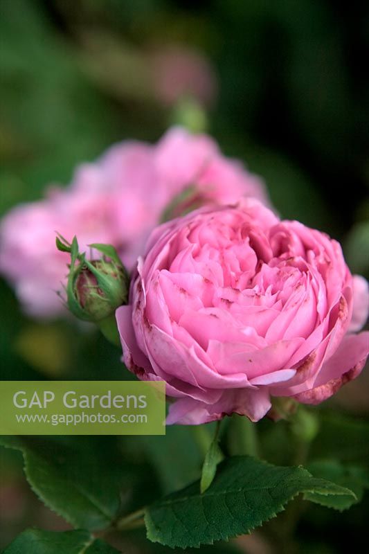 Rosa 'Jacques Cartier' syn 'Marchesa Boccella' arbuste rose