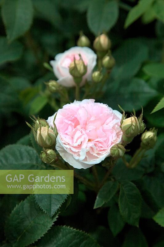 Arbuste Rose - Rosa 'Félicité Parmentier'
