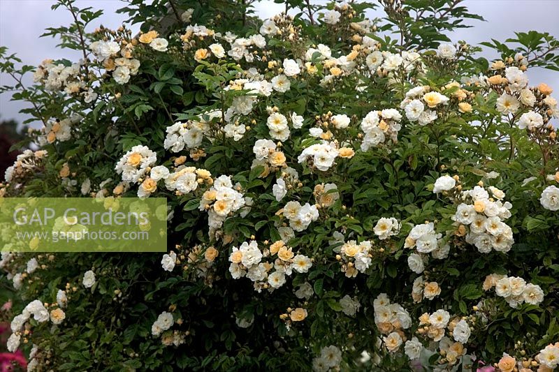 Rambler Rose - Rosa 'Goldfinch'