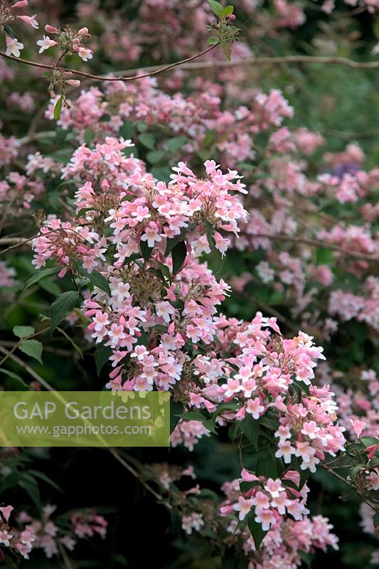 Kolkwitzia amabilis 'Pink Cliud' - Beauty Bush