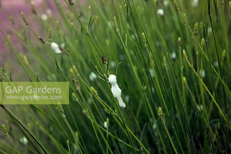 Coucou sur Lavandula angustifolia - Englsih Lavender. La mousse protectrice dissimule Philaenus spumarius - Froghopper Nymphs