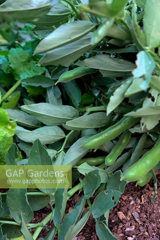 Broad Bean - Vicia faba 'The Sutton' prêt à être récolté - variété courte qui peut être cultivée sans support - comme indiqué