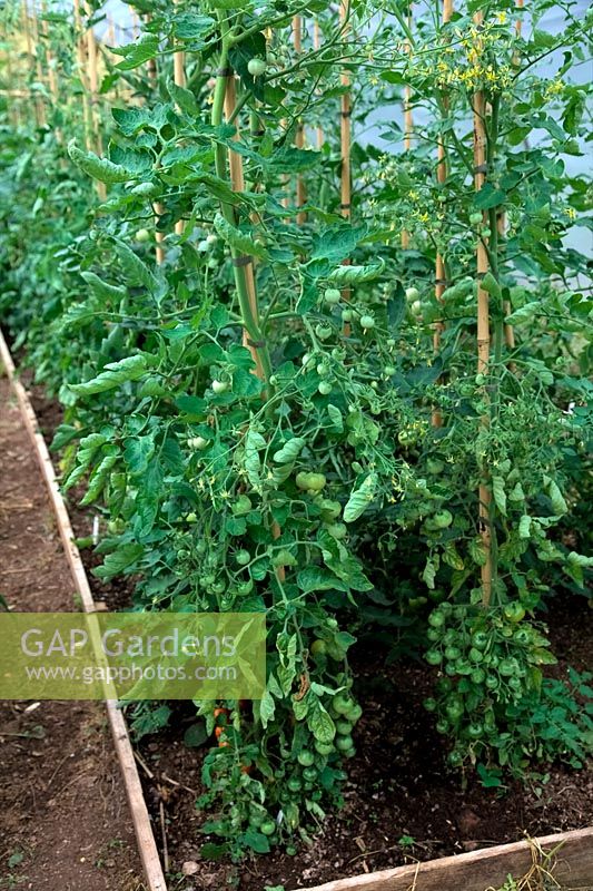 Cultiver des tomates dans le sol dans un polytunnel - mi-juillet et les premiers fruits commencent à mûrir - appareil photo le plus proche Solanum lycopersicum Tomate 'Gardener's Delight'