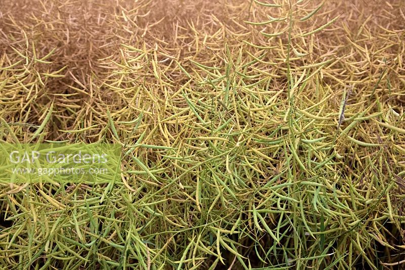 Brassica napus - colza ou colza approche du moment de la récolte