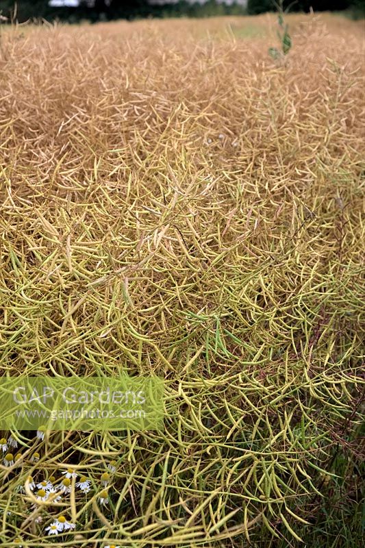 Brassica napus - colza ou colza approche du moment de la récolte