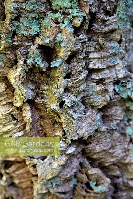 Quercus suber - Écorce de chêne-liège