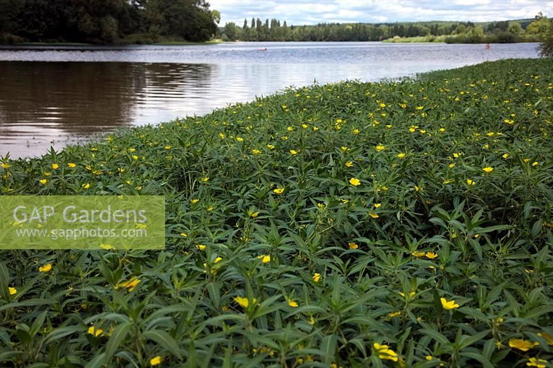 Ludwigia grandiflora, la primevère aquatique envahissante d'Amérique du Nord menaçant le Royaume-Uni. Montré sur la rivière Cher, France