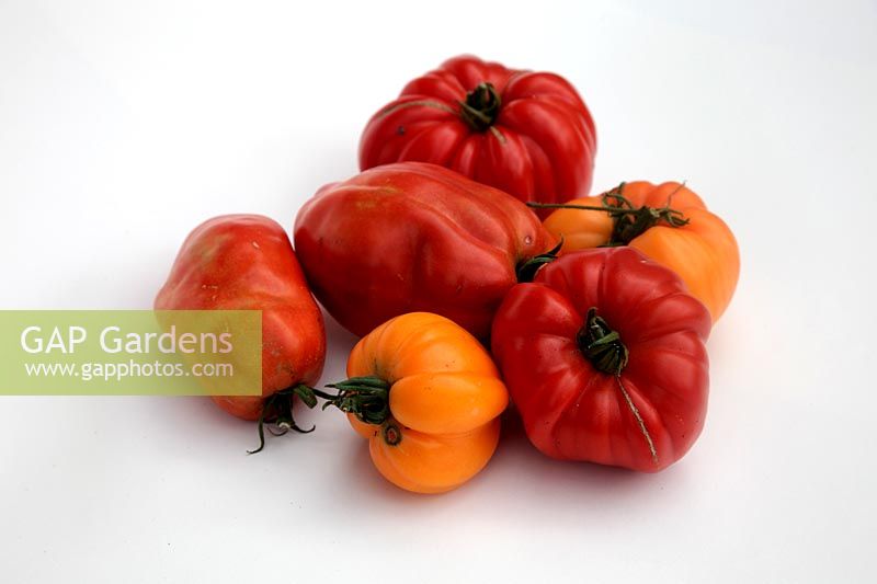 Tomate - Solanum lycopersicum 'Cornue des Andes' syn. 'Andine Cornue' 'Coeur du Boeuf - Orange' syn. 'Coeur de bœuf - Orange' 'Beauté blanche' 'Costoluto Fiorentino'