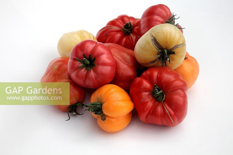 Tomate - Solanum lycopersicum 'Cornue des Andes' syn. 'Andine Cornue' 'Coeur du Boeuf - Orange' syn. 'Coeur de bœuf - Orange' 'Beauté blanche' 'Costoluto Fiorentino' 'Libanais d'Omar'