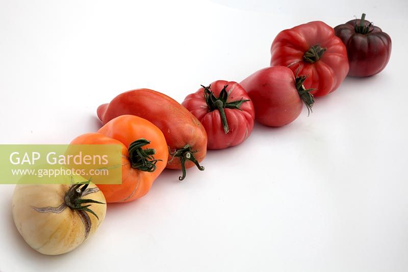 Tomate - Solanum lycopersicum 'White Beauty' 'Coeur du Boeuf - Orange' syn. 'Coeur de Boeuf - Orange' 'Cornue des Andes' syn. 'Andine Cornue' 'Libanais d'Omar' 'Cuor di Bue' 'Costoluto Fiorentino' 'Noir de Crimée'