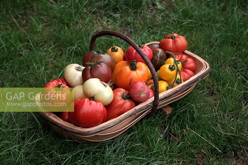 Tomate - Solanum lycopersicum 'Marmande' 'Paul Robeson' 'Golden Queen' 'White Beauty' 'Omar's Lebanese' 'Coeur du Boeuf - Orange' syn. 'Coeur de Boeuf - Orange' 'Cornue des Andes' syn. 'Andine Cornue' 'Costoluto Fiorentino' 'Crimean Black'