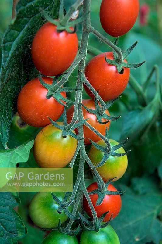 Solanum lycopersicum - Tomate 'Lucciola' avec une certaine résistance à la brûlure