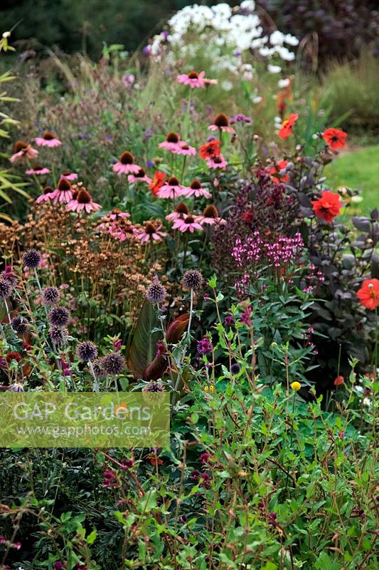 Couleur de fin d'été avec Dahlia, Echinacea, Echinops et Cosmos dans Cliffe Garden, Lee, Ilfracombe, North Devon