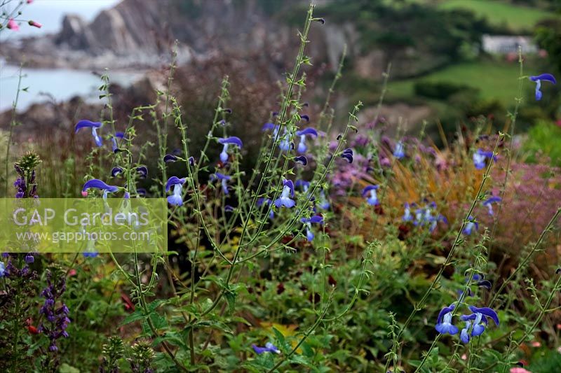 Salvia patens 'Holbrook' à Cliffe Garden, Lee, Ilfracombe, North Devon