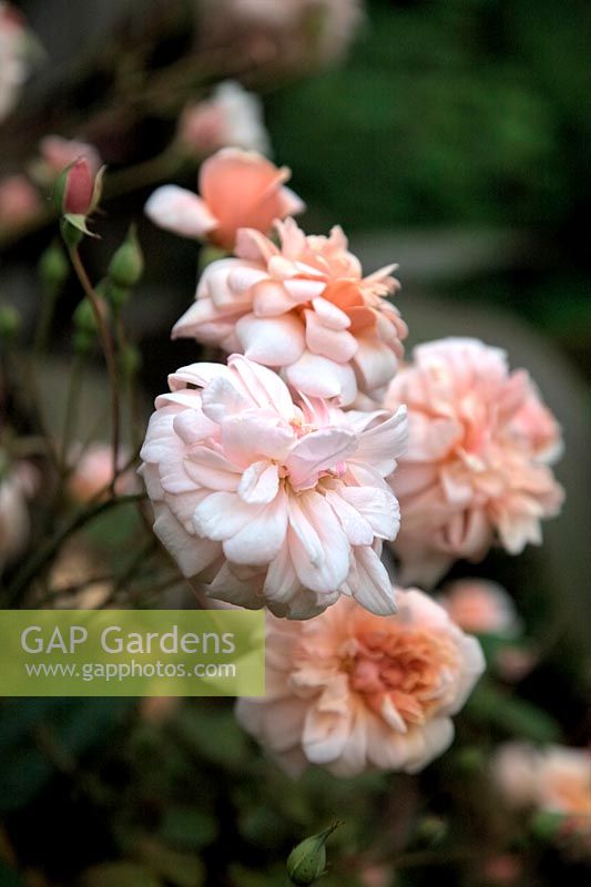 Rosa 'Perle d ' Or' - Polyantha rose Cliffe Garden, Lee, Ilfracombe, North Devon