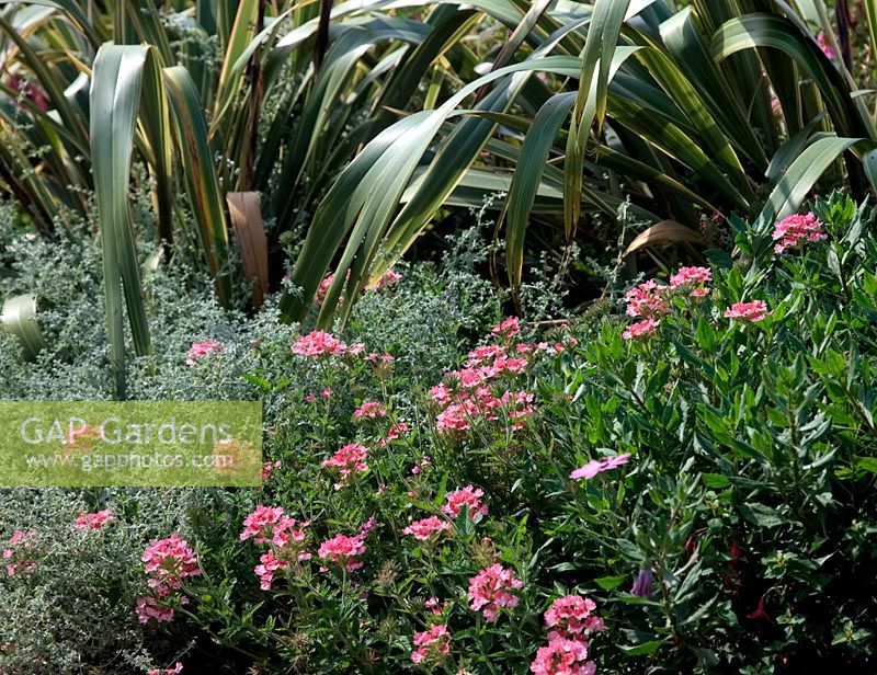 Verveine 'Pink Parfait' avec Phormium cookianum subsp. hookeri 'Tricolor' - Lin de Nouvelle-Zélande et Plecostachys serpyllifolia