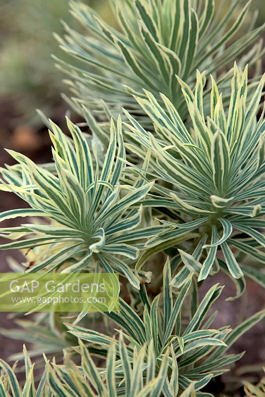 Euphorbia characias 'Crécerelle' - v -