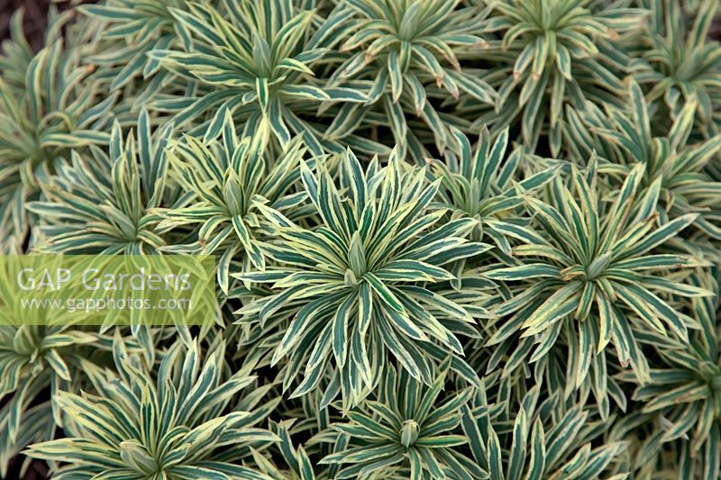 Euphorbia characias 'Tigre de Tasmanie' - PBR - - v -