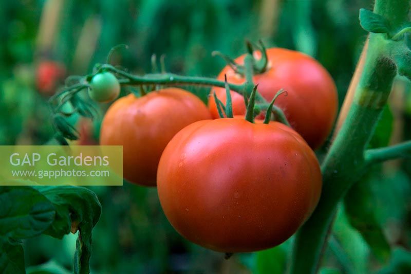 Solanum lycopersicum 'St Pierre' tomate - le fruit concassé est trop mûr