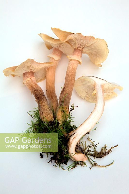 Armillaria - Honey Fungus organes de fructification - fond blanc