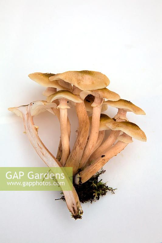 Armillaria - Honey Fungus organes de fructification - fond blanc