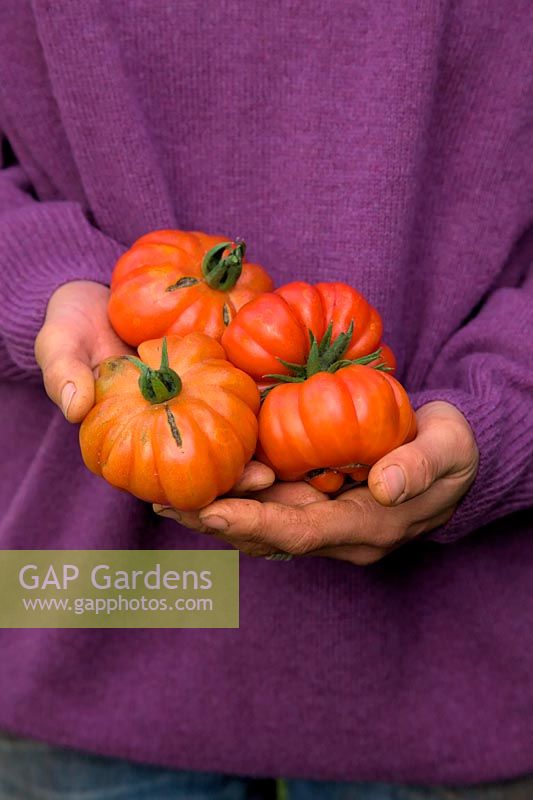 Mains de femme jardinier tenant Solanum lycopersicum - Tomate 'Costoluto Fiorentino'