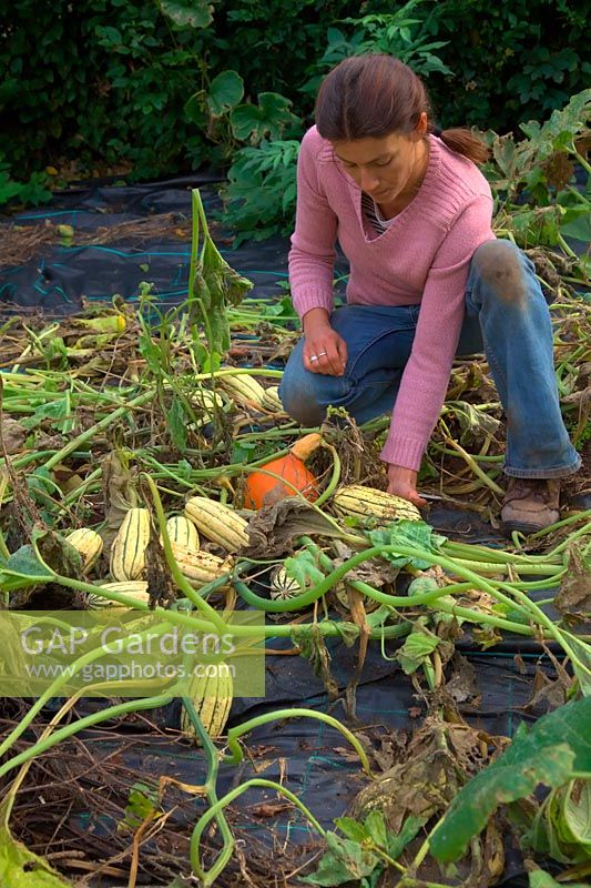 Jardinière récoltant la récolte de courges d'hiver à la mi-octobre - Cucurbita maxima 'Uchiki Kuri' - orange, Cucurbita maxima 'Cornell's Bush Delicata' - vert et crème