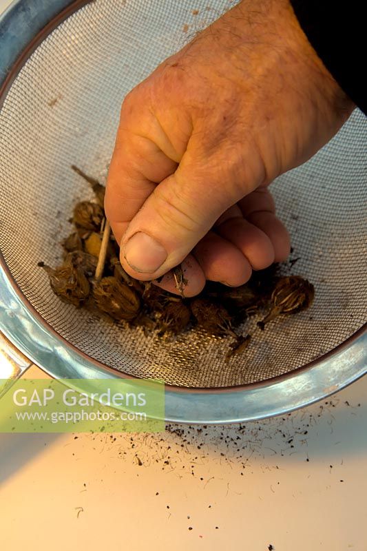 Nettoyage et séparation des graines de Meconopsis napaulensis en roulant la capsule de graines sèche entre le pouce et le doigt