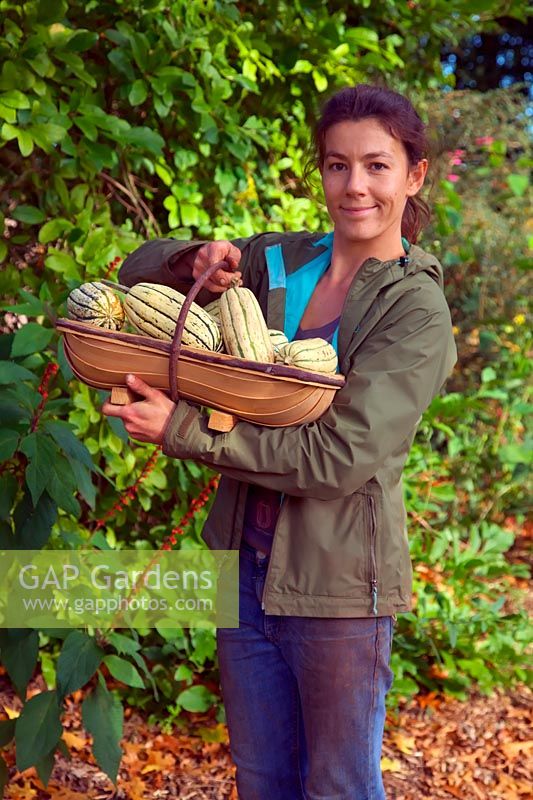 Jardinière avec récolte de la courge d'hiver à la mi-octobre - Cucurbita maxima 'Cornell's Bush Delicata' - vert et crème
