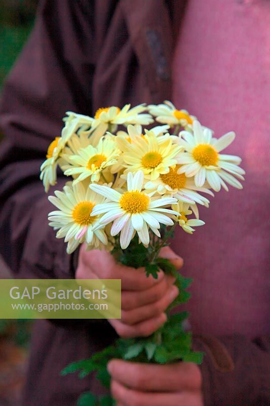 Jardinière tenant un bouquet de chrysanthèmes 'Anne Ratsey'