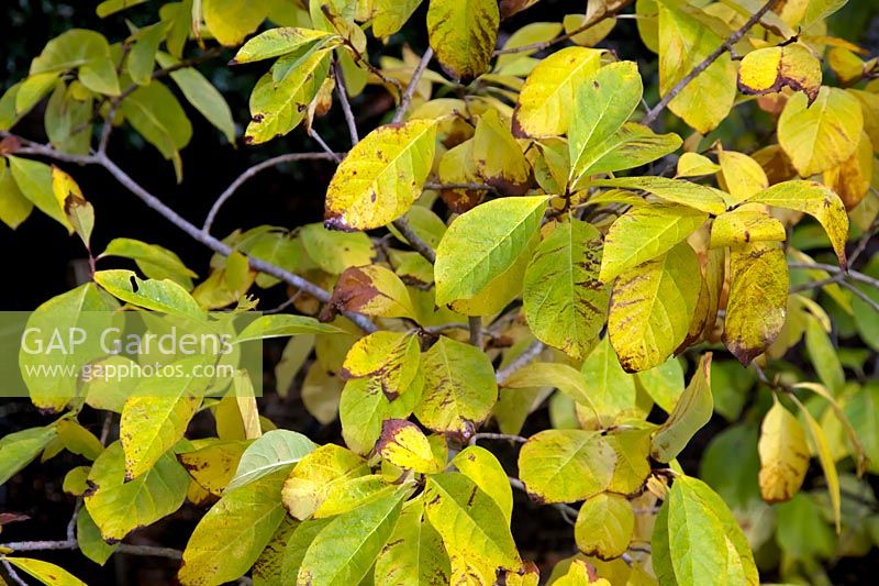 Chionanthus virginicus couleur d'automne