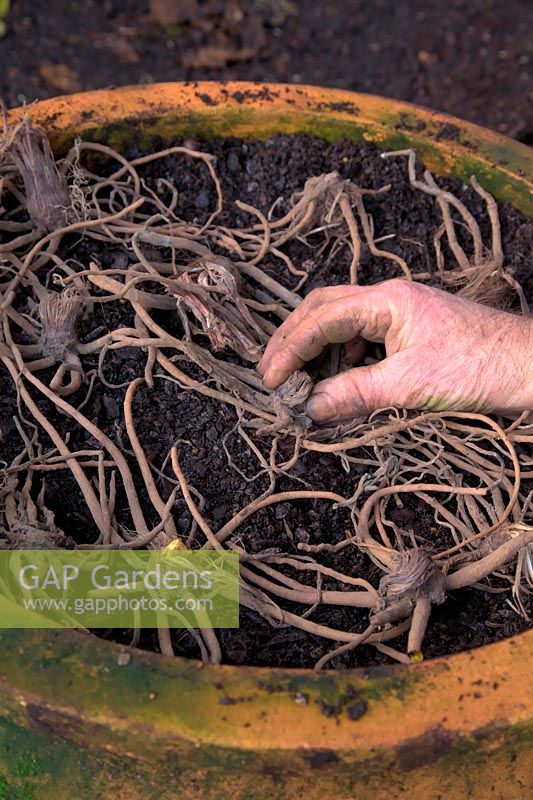 Planter des rhizomes ou des bulbes d'Eremurus dans un grand pot en argile - étalant les racines de l'araignée pour se situer juste en dessous du niveau final de la surface