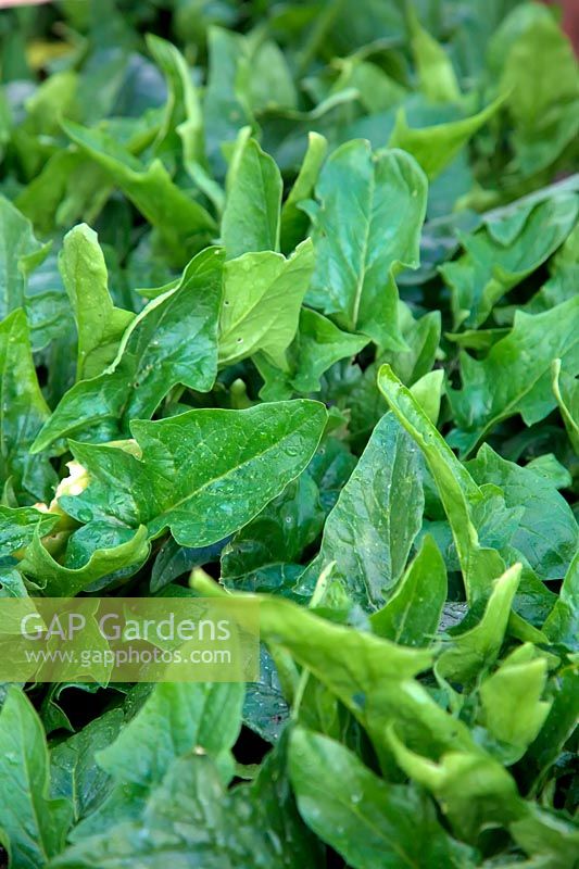 Spinacia oleracea 'Mikado' - Épinards hivernés dans un cadre froid