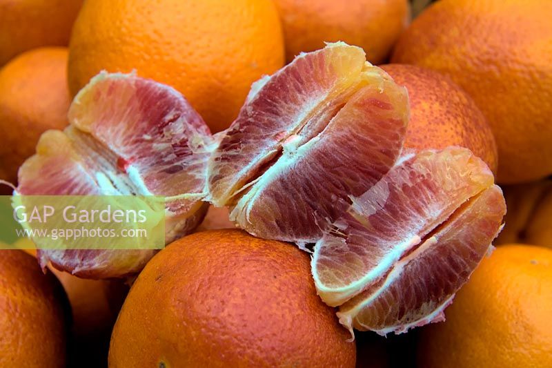 Citrus x aurantium - Groupe Orange douce - 'Moro Blood' - F - - Oranges sanguines siciliennes