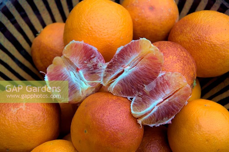 Citrus x aurantium - Groupe Orange douce - 'Moro Blood' - F - - Oranges sanguines siciliennes
