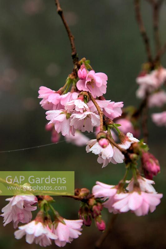 Cerise rose - Prunus 'Accolade' - d - un matin de printemps brumeux