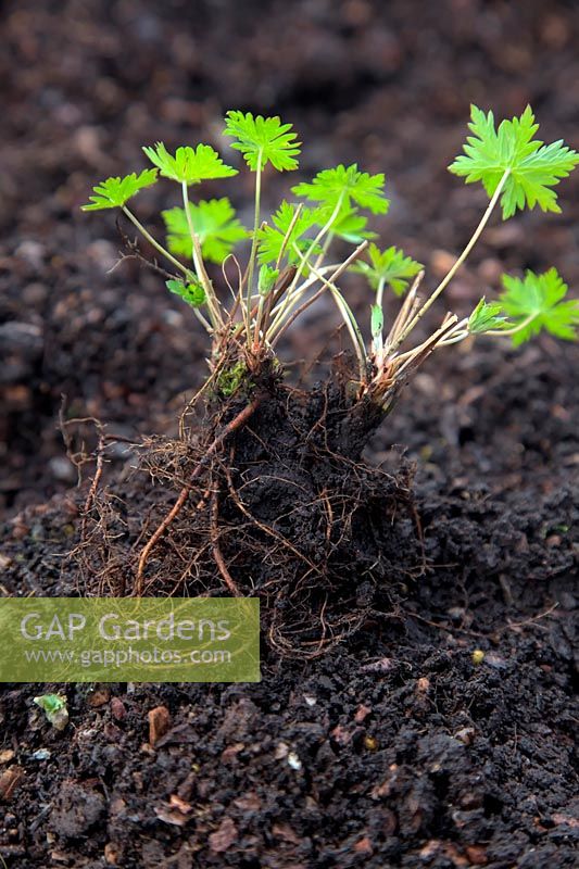 Diviser le géranium herbacé au printemps à mesure que la plante grandit
