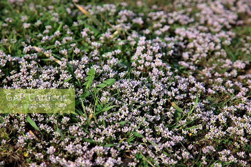 L'herbe de scorbut précoce de Cochlearia danica ou l'herbe de scorbut danois prospère dans les conditions salées en bordure de route résultant de l'utilisation hivernale de sel.