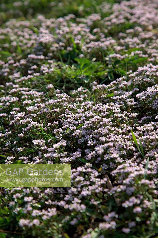 L'herbe de scorbut précoce de Cochlearia danica ou l'herbe de scorbut danois prospère dans les conditions salées en bordure de route résultant de l'utilisation hivernale de sel.