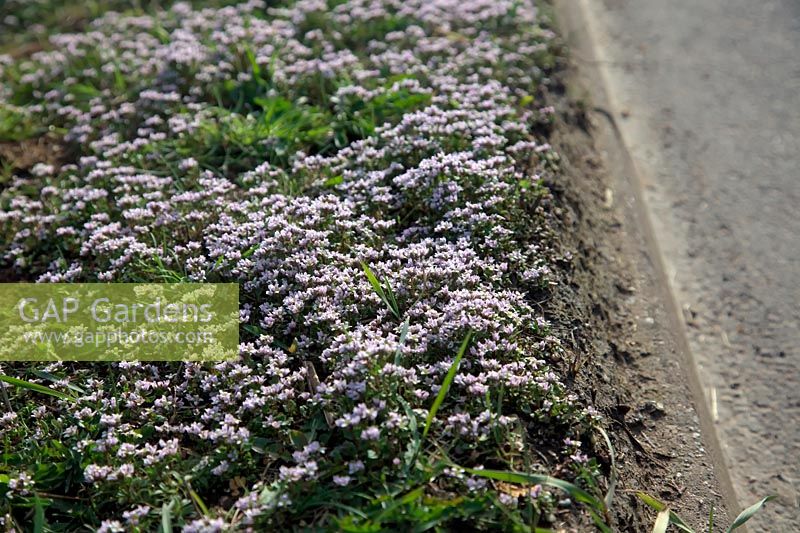 L'herbe de scorbut précoce de Cochlearia danica ou l'herbe de scorbut danois prospère dans les conditions salées en bordure de route résultant de l'utilisation hivernale de sel.