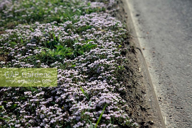 L'herbe de scorbut précoce de Cochlearia danica ou l'herbe de scorbut danois prospère dans les conditions salées en bordure de route résultant de l'utilisation hivernale de sel.