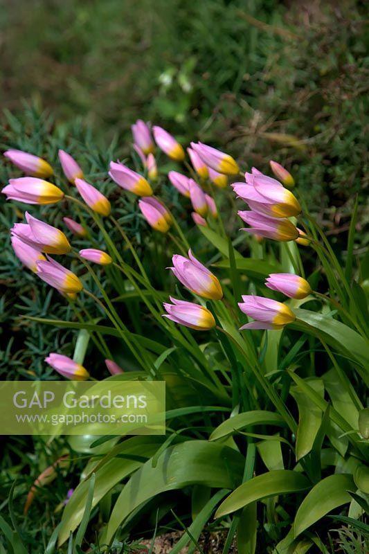 Tulipa saxatilis - Tulipe Candia en avril