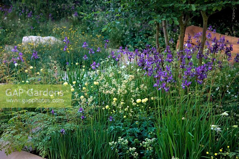 RHS Chelsea Flower Show 2014 - No Man's Land: ABF Le Jardin de bienfaisance des soldats pour marquer le centenaire de la Première Guerre mondiale. Sponsors - Bechtel, Coutts. Designer - Charlotte Rowe. Show Garden