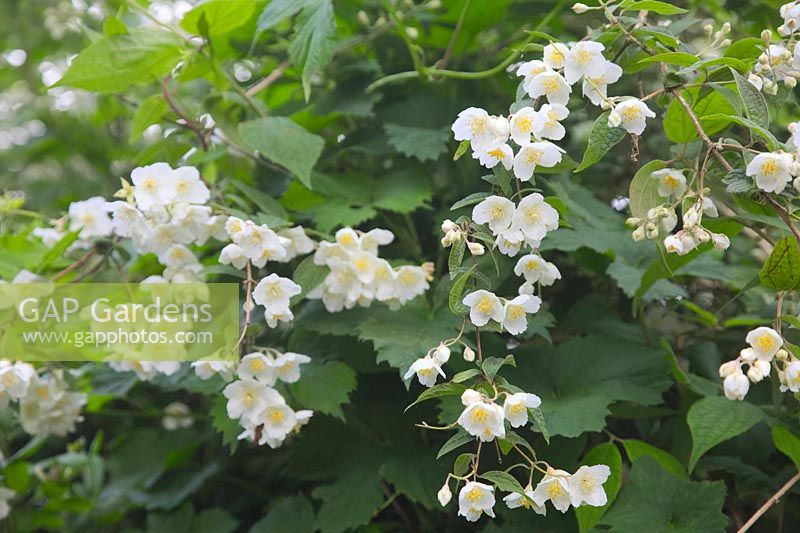 Philadelphus incanus