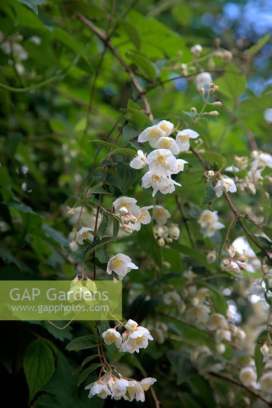 Philadelphus incanus