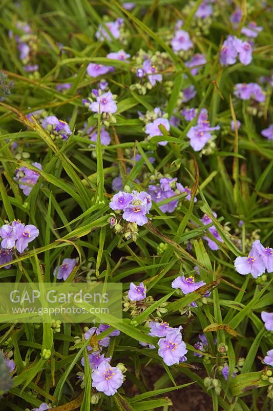 Tradescantia - Groupe Andersoniana - 'Little Doll'