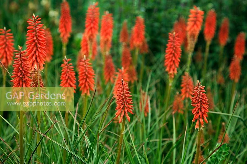 Kniphofia 'Wol's Red Seedling' Red Hot Poker