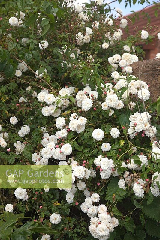 Rosa 'Félicité Perpétue' - Ra - Rambler Rose